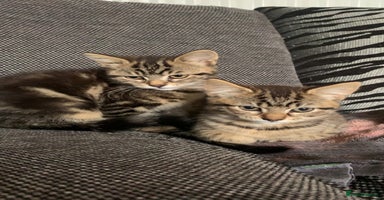 Mixed Breed cats - Advert 14