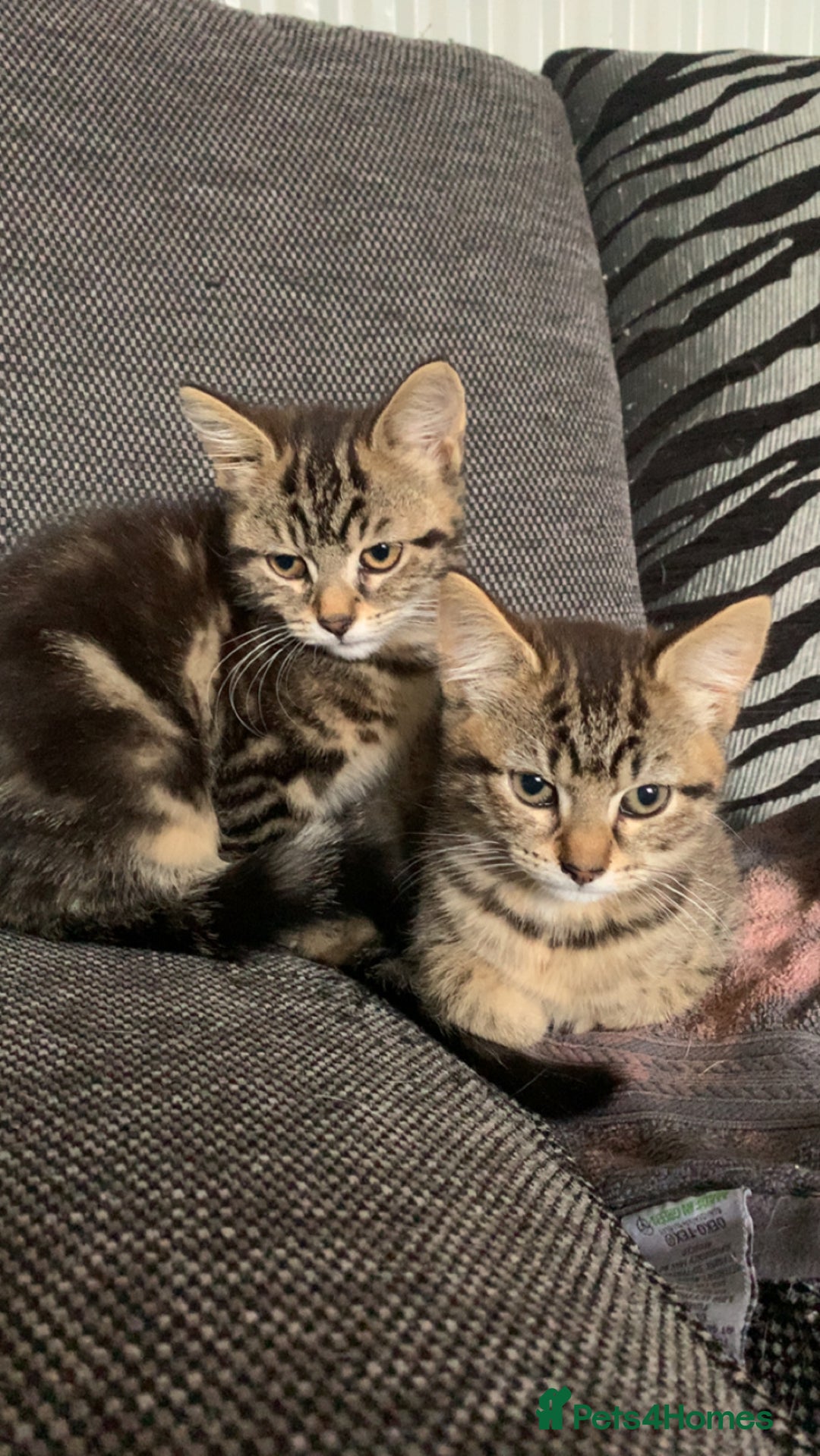 Mixed Breed cats for sale: Two adorable little girls  - Image 2