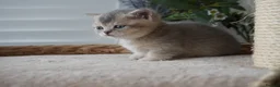 Munchkin cats for sale: ⚜️Rare munchkins⚜️ - Advert 16