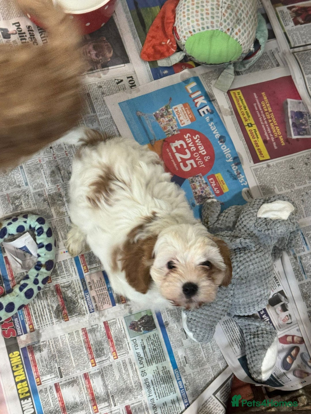 Cavapoo dogs for sale: 2 cheeky Male Cavapoo pups - Advert 4