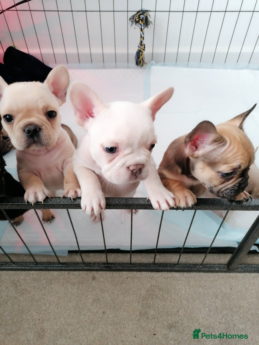 French Bulldog dogs for sale: Gorgeous French bulldog puppies Just 1 girl left!  - Advert 19