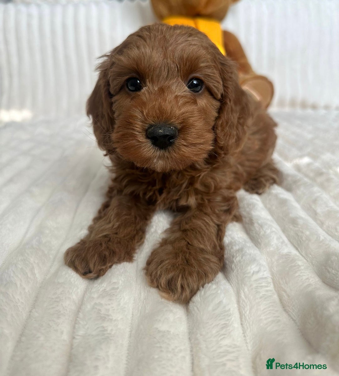 Cockapoo dogs for sale: HEALTH TESTED COCKAPOOS - Image 7