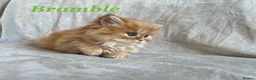 Persian cats for sale: 5 Beautiful Pure Persian Kittens - Advert 6