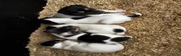 Jack Russell dogs for sale: Jack russel puppies for sale - Advert 3