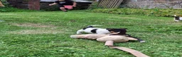 Jack Russell dogs for sale: Jack Russell pups  - Advert 10