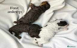 Toy Poodle dogs for sale: Toy poodle girls and boy - Image 2