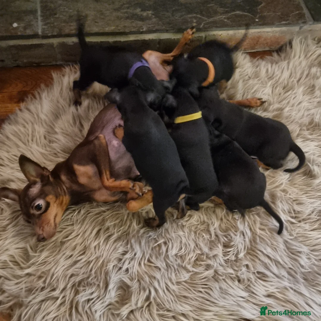 Miniature Pinscher dogs for sale: Miniature pinscher pups - Advert 22