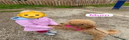 Cavapoo dogs for sale: F1 Red Cavapoo Puppies  - Advert 7