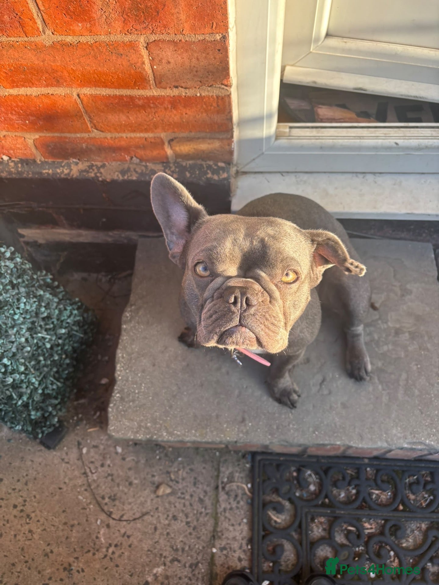 French Bulldog dogs Little boy frenchie available - Advert 1