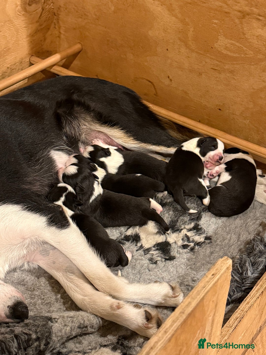 Border Collie dogs for sale: Border collie puppies  - Image 6