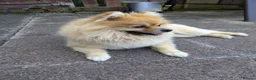 Pomeranian dogs for stud: Ready for stud - Advert 3