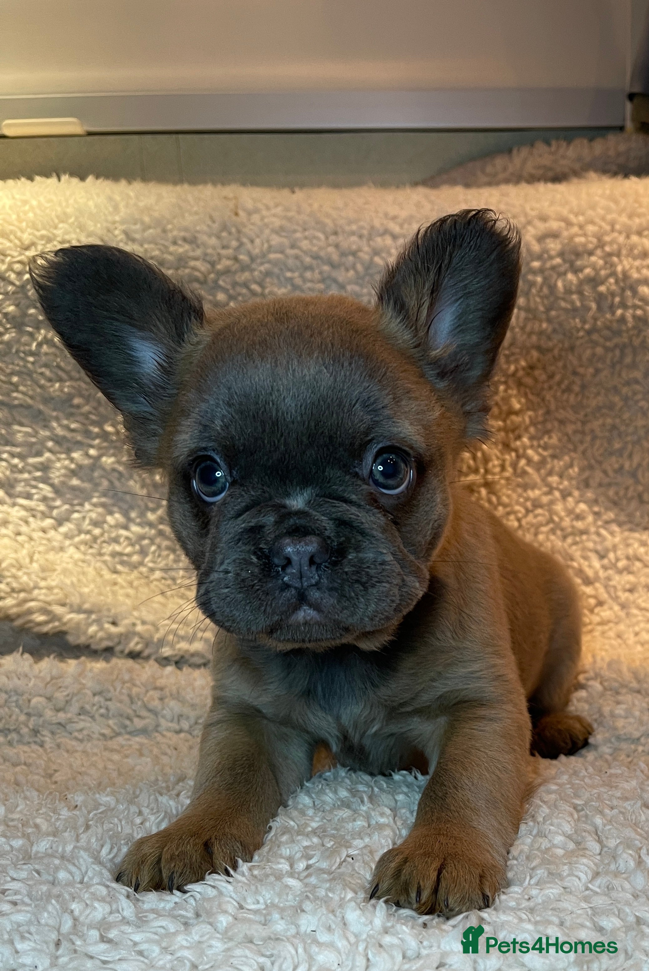 French Bulldog dogs Beautiful Fluffy Frenchie Pups - Advert 12