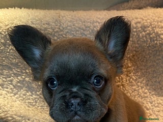 French Bulldog dogs Beautiful Fluffy Frenchie Pups - Advert 9