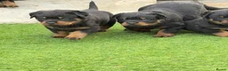 Rottweiler dogs for sale: Wonderful Kc Registered Puppies - Advert 13