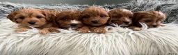 Cavapoo dogs for sale: EXCEPTIONAL EXTENSIVELY HEALTH TESTED CAVAPOOS  - Advert 17