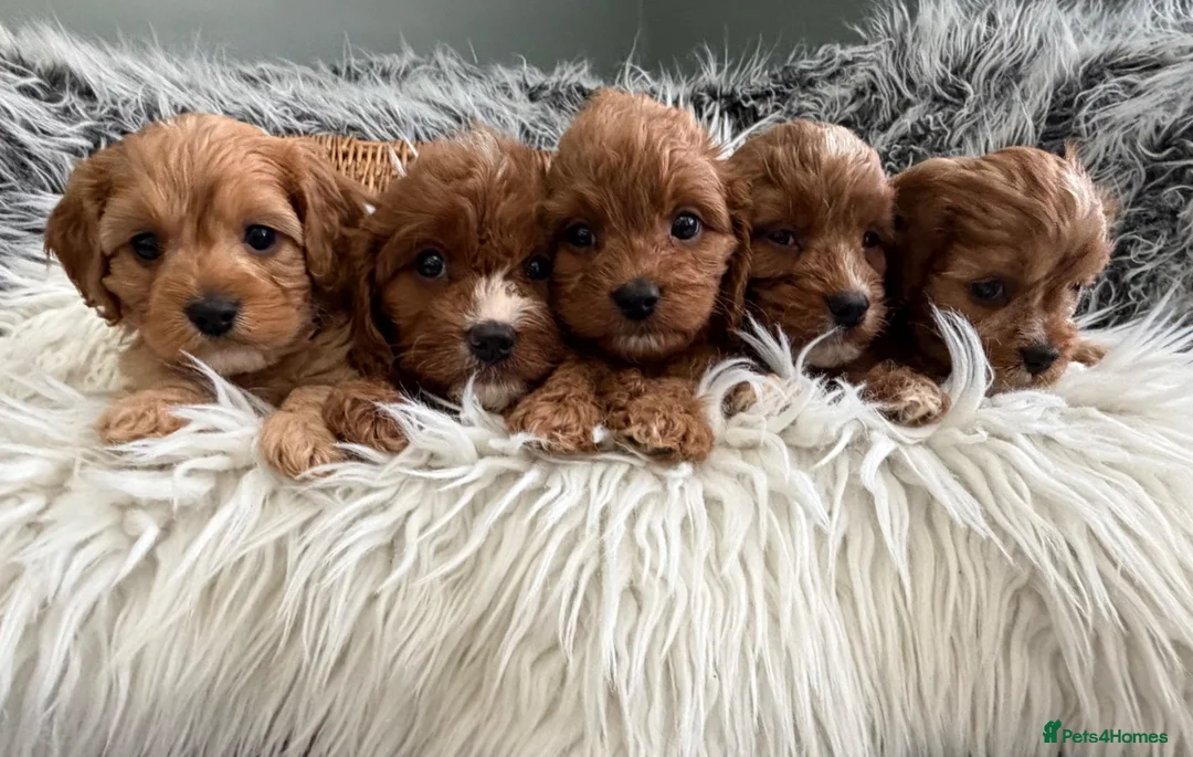 Cavapoo dogs for sale: EXCEPTIONAL EXTENSIVELY HEALTH TESTED CAVAPOOS  - Advert 17