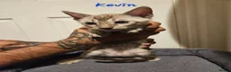 Bengal cats for sale: TICA registered bengal kittens - Advert 29