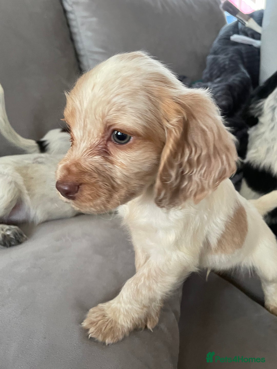Cocker Spaniel dogs for sale: Healthy puppies - Image 11