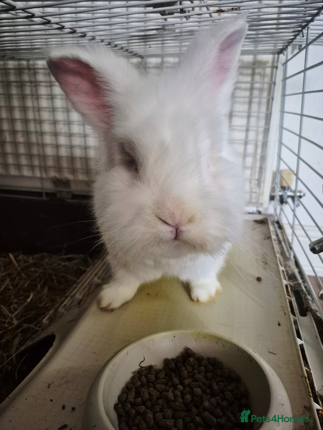 Lionhead rabbits for sale: Lionhead bunny  - Image 4