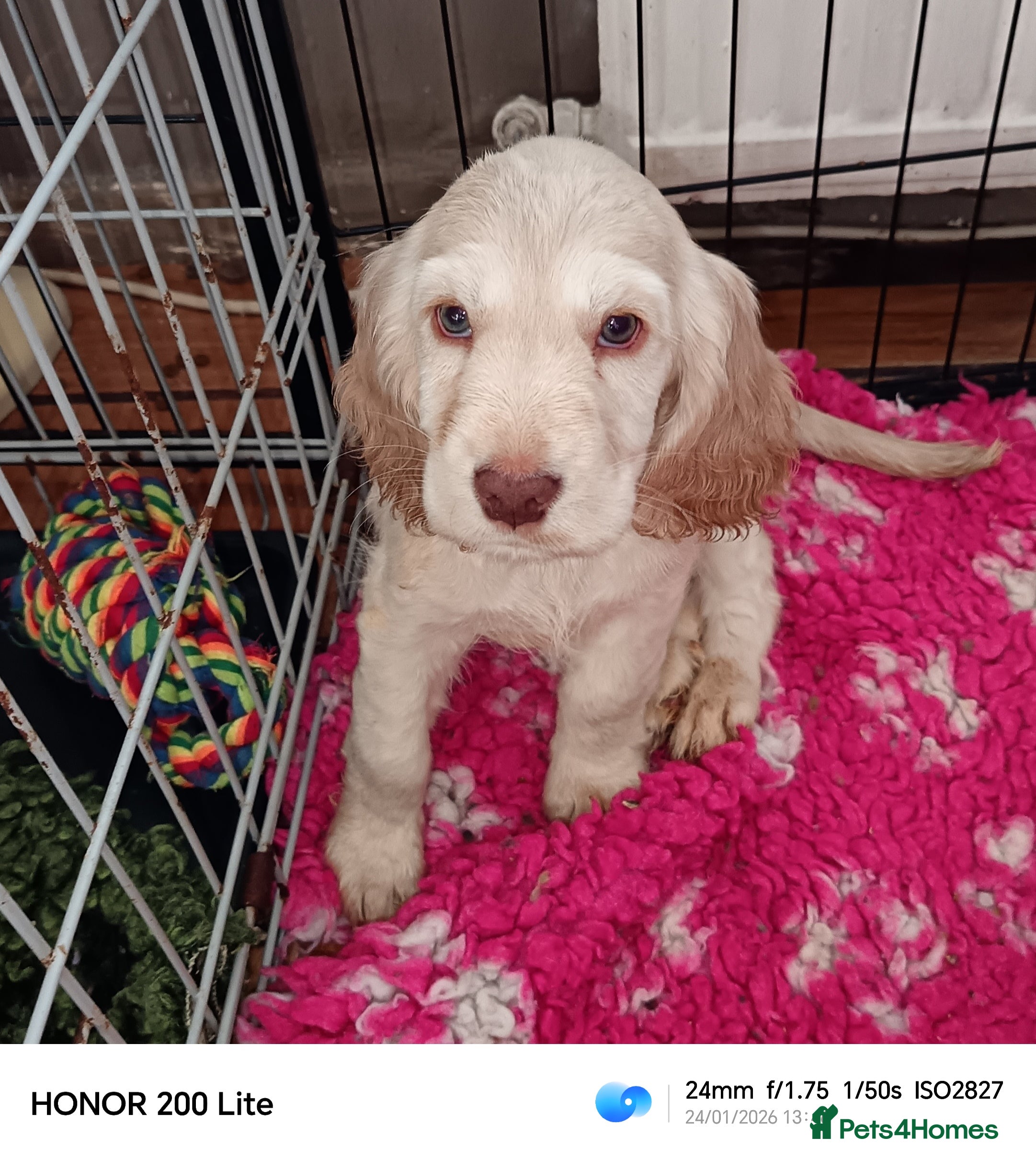 Cocker Spaniel dogs Show type Cocker Spaniel puppies - Advert 1