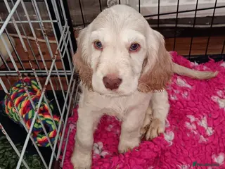 Cocker Spaniel dogs Show type Cocker Spaniel puppies - Advert 15