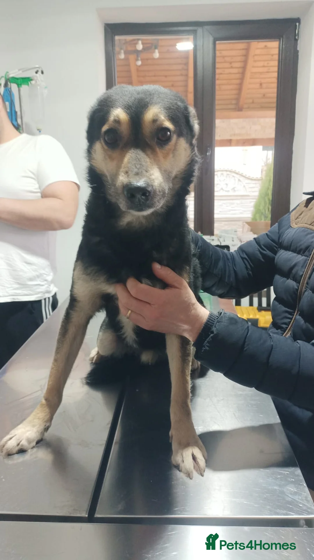 Mixed Breed dogs for adoption: 🐾 RUDY – Waiting for the Life He Deserves 🐾 in Nottingham - Advert 1