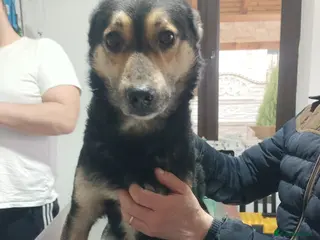 Mixed Breed dogs 🐾 RUDY – Waiting for the Life He Deserves 🐾 - Advert 1