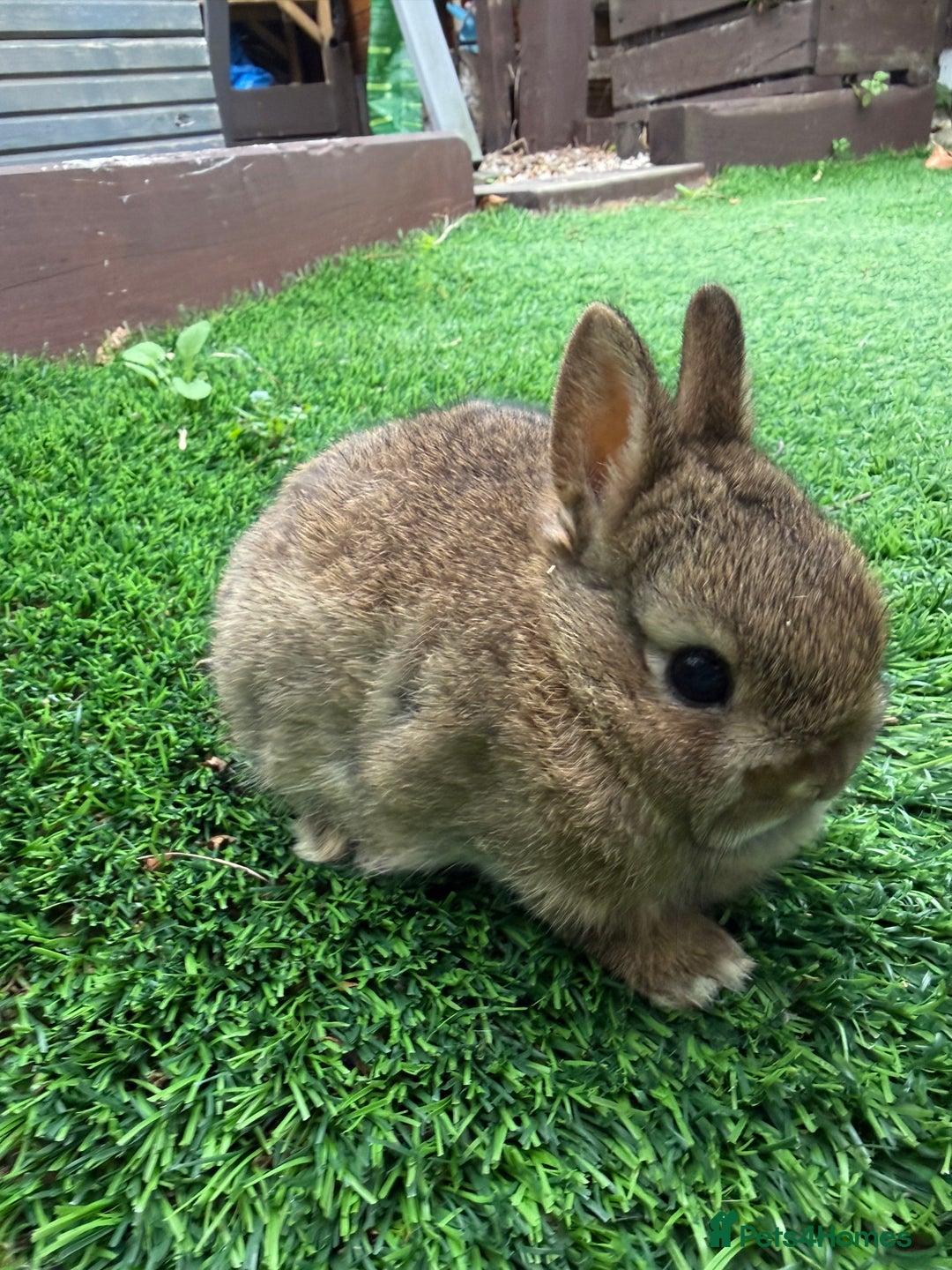 Netherland Dwarf rabbits for sale: Pure Netherland Dwarf - Image 4