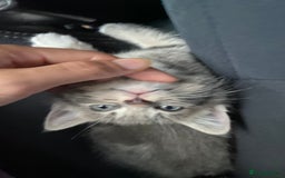 Maine Coon cats for sale: Kitten  - Image 2