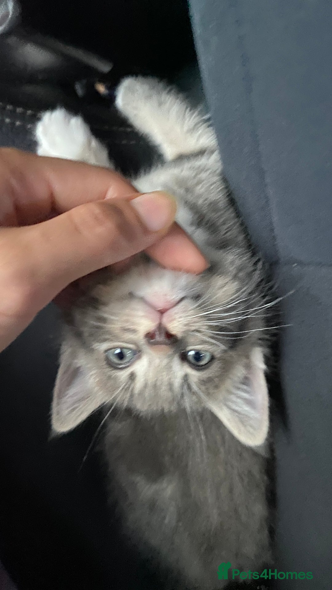 Maine Coon cats for sale: Kitten  - Image 2