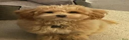 Maltipoo dogs for sale: F1 Asian Toy Maltipoo Due - Advert 18