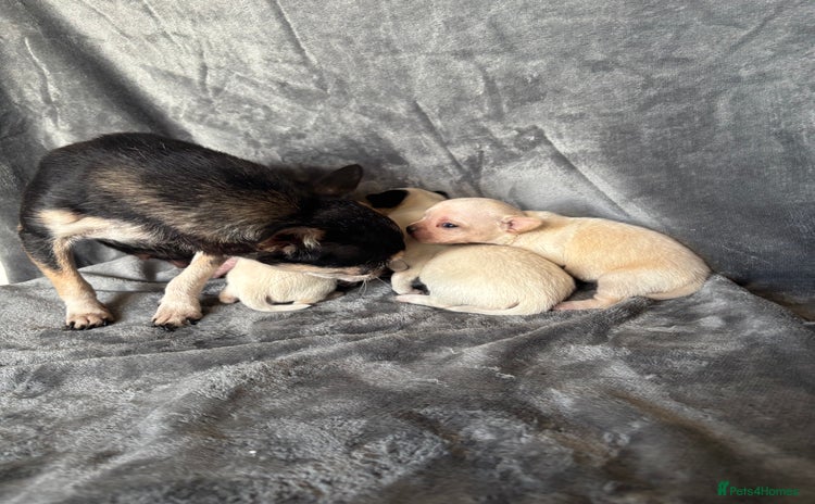 Chihuahua dogs - Advert 8