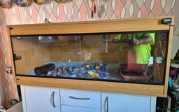 Mixed Breed reptiles for sale: African pygmy hedgehog - Image 2