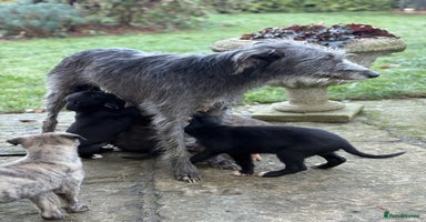 Lurcher dogs Lurcher Pups - 4 x boys - Advert 4