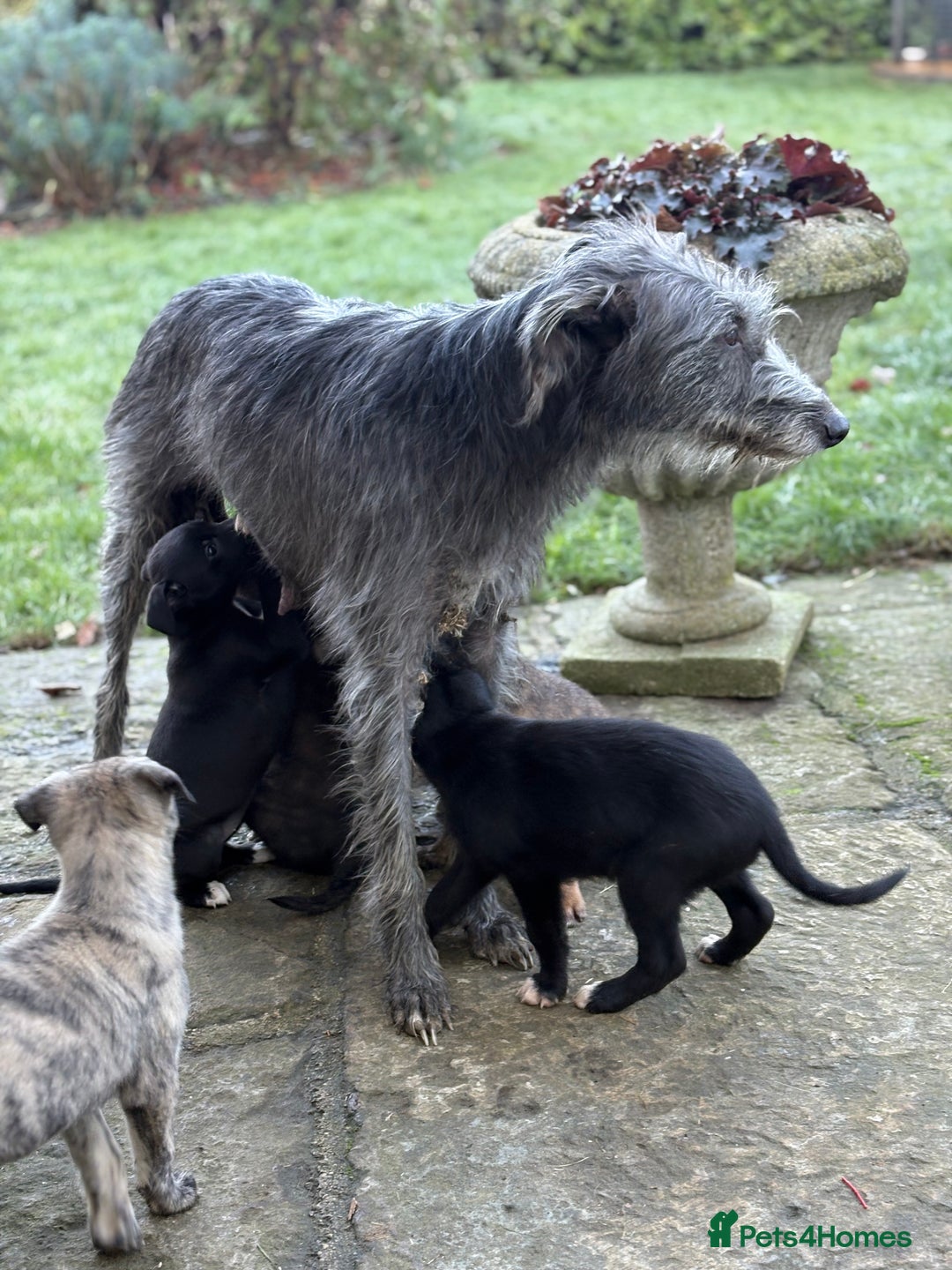 Lurcher dogs for sale: Lurcher Pups - 4 x boys - Advert 3