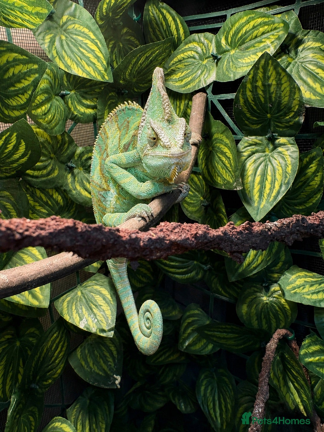 Chameleon reptiles Veiled Chameleon Male with Full Setup  - Advert 5