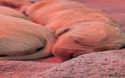 Golden Retriever dogs for sale: KC Golden Retriever Puppies for sale (4 boys left) - Image 2
