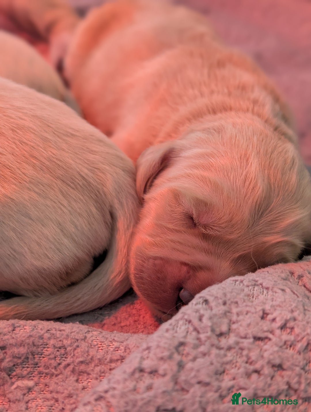 Golden Retriever dogs for sale: KC Golden Retriever Puppies for sale (4 boys left) - Image 2