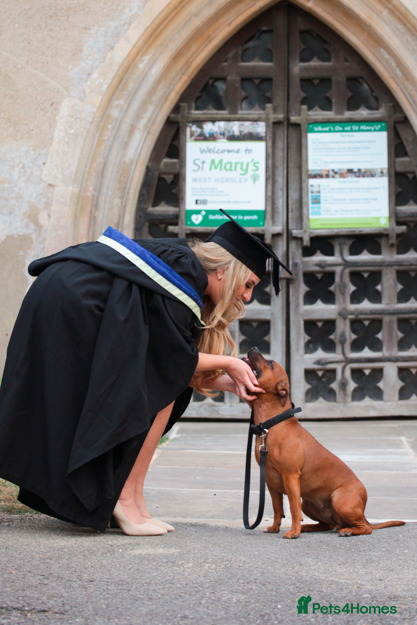 Staffordshire Bull Terrier dogs 2x VET BRED CRUFTS SIRED LITTER DUE MAY - Advert 3
