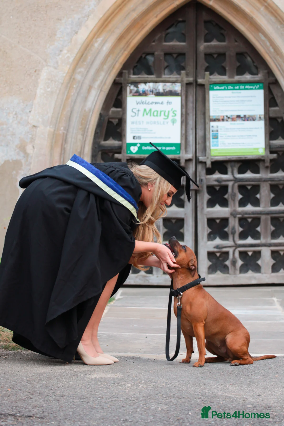 Staffordshire Bull Terrier dogs for sale: 2x VET BRED CRUFTS SIRED LITTER DUE MAY - Advert 1