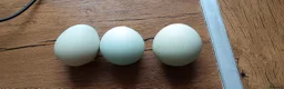 Chickens poultry for sale: Laying hens and set up for sale - Advert 5