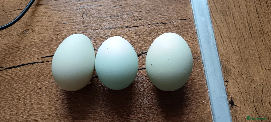 Chickens poultry for sale: Laying hens and set up for sale - Advert 5