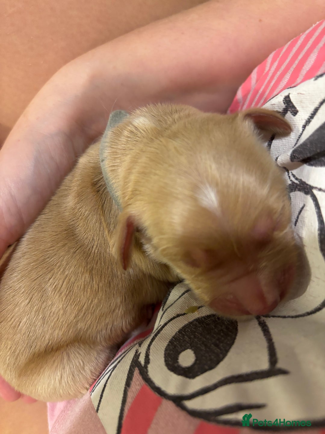 Golden Retriever dogs for sale: Beautiful Golden Retriever puppies  - Image 19