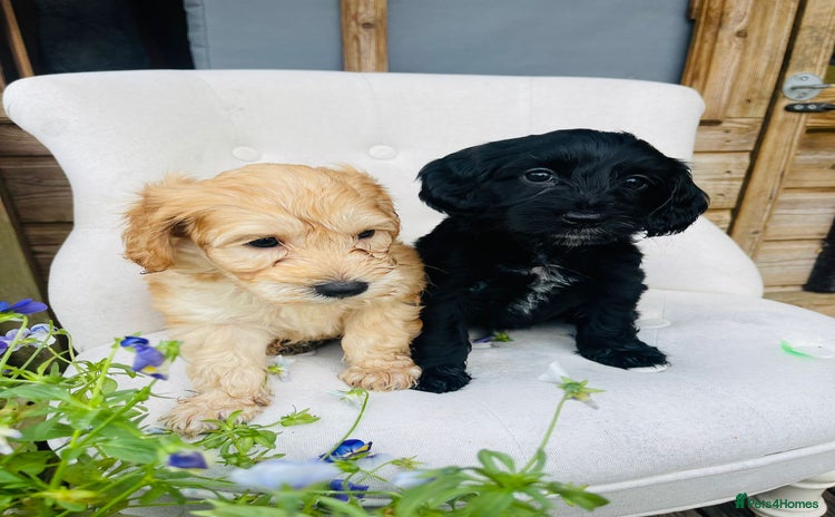 Cockapoo dogs - Advert 8