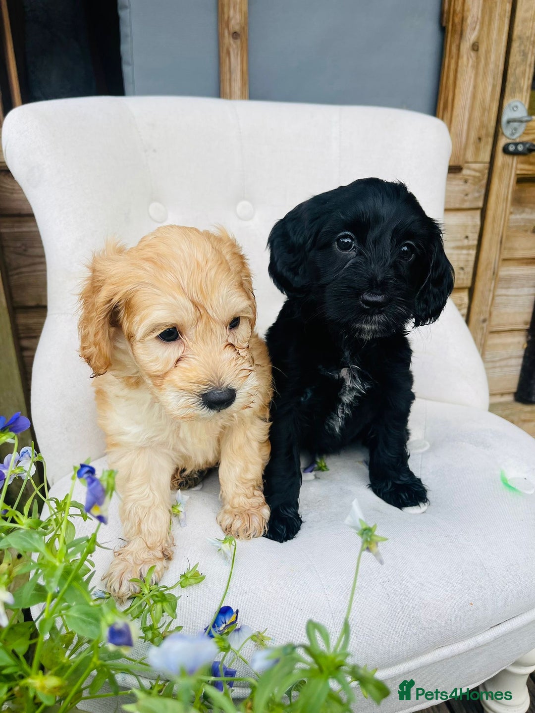 Cockapoo dogs for sale: Exceptional F2 cockapoo puppies available - Image 1