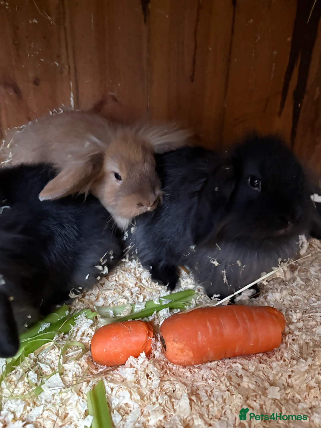 Mini Lop rabbits for sale: Mini lop baby rabbits  - Advert 4