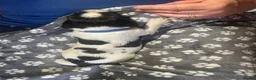 English Springer Spaniel dogs for sale: English Springer Spaniel Puppies  - Advert 12