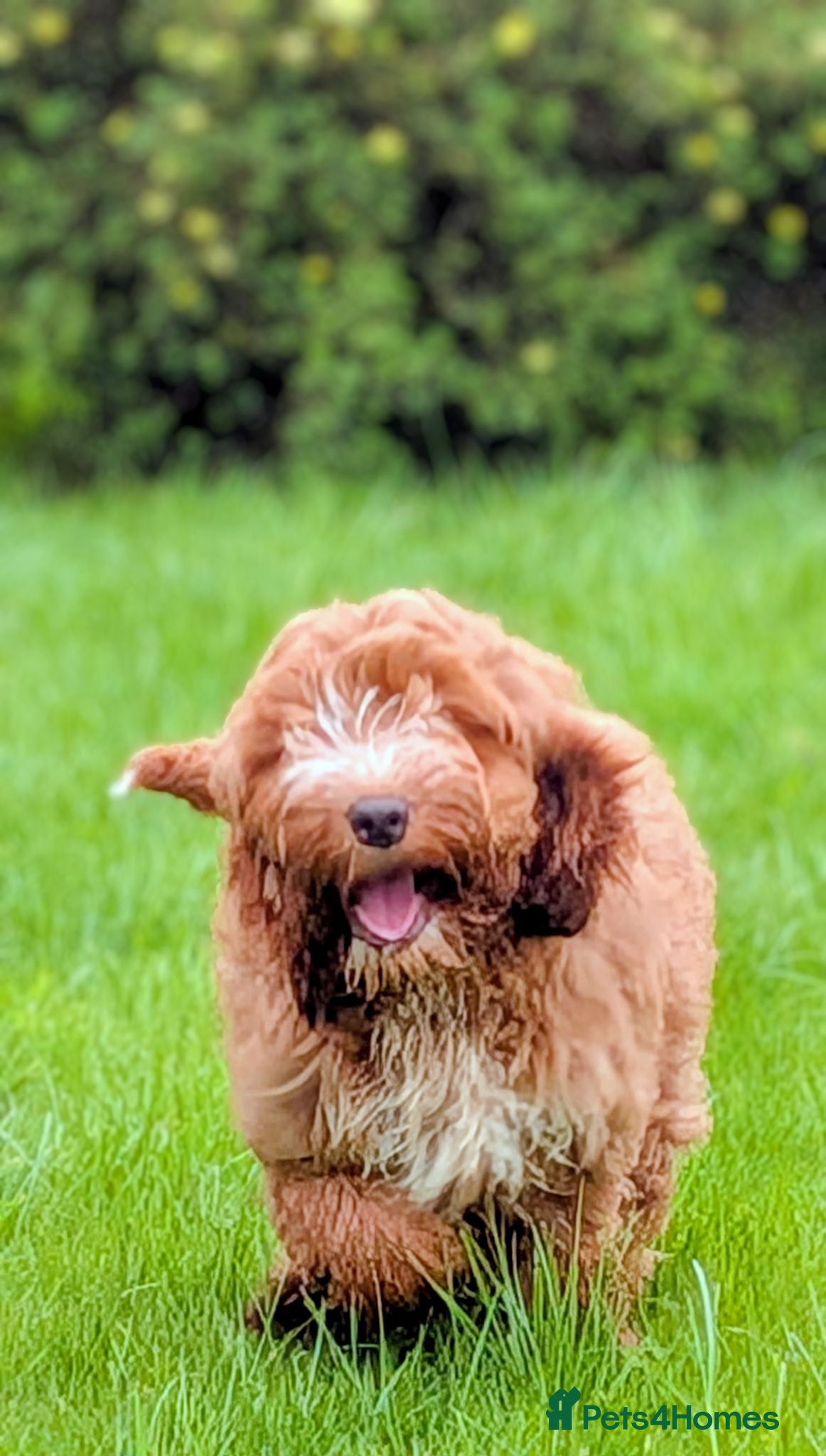 Cockapoo dogs Fully vaccinated F1 Cockapoo puppies - Advert 2