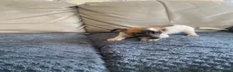 Jack Russell dogs for sale: Jackrussel pups  - Advert 2