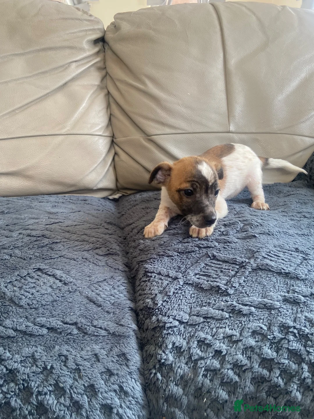 Jack Russell dogs for sale: Jackrussel pups  - Advert 2